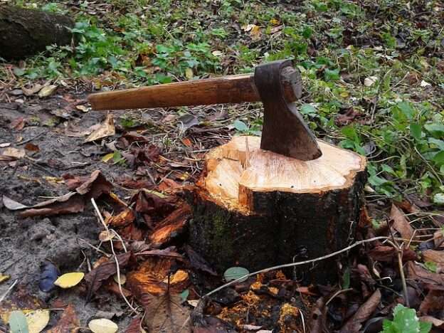 An axe sits lodged in a stump